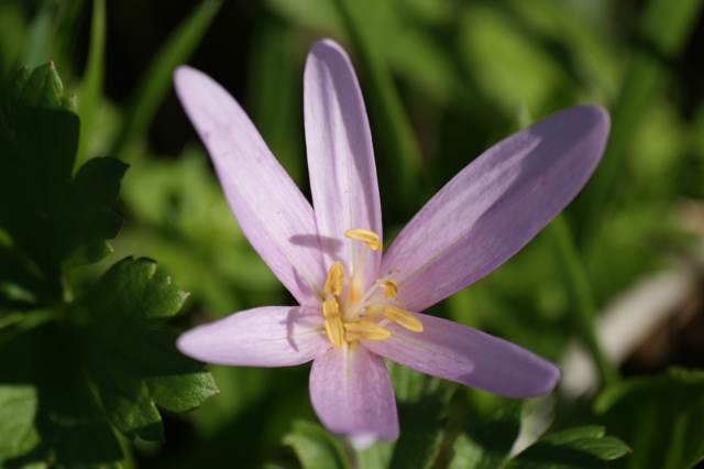 Pale violet flower. Pale violet flower.