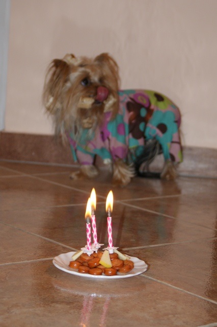 Elli from The Golden Morning - yorkshire terrier | The third birthday cake. It smells good...