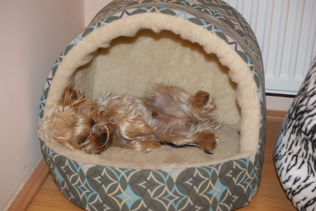 Bright Eyed Hiro Fred - yorkshire terrier |  In the small house...