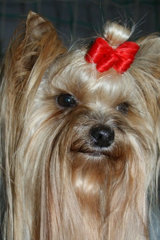 Elli from The Golden Morning - yorkshire terrier | Grandpa came to Bulgaria with us. It was good. My grandfather told me that I was the most beautiful.