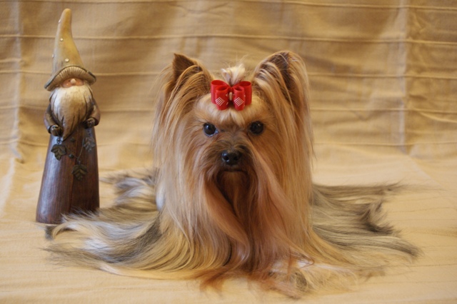Elli from The Golden Morning - yorkshire terrier | Before haircut.