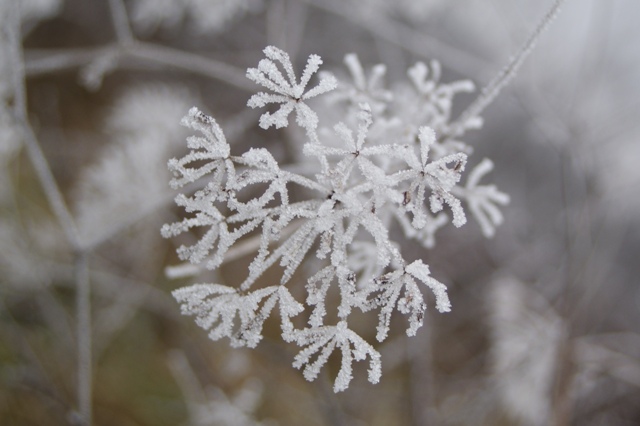 Icy flower. Icy flower.