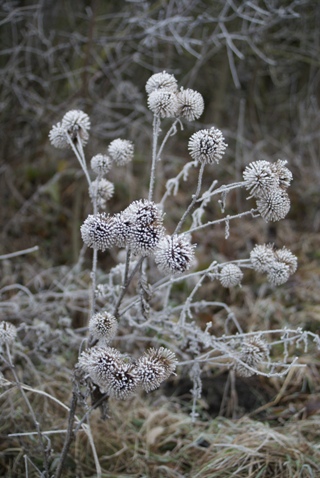 Frosty thistle. Frosty thistle.