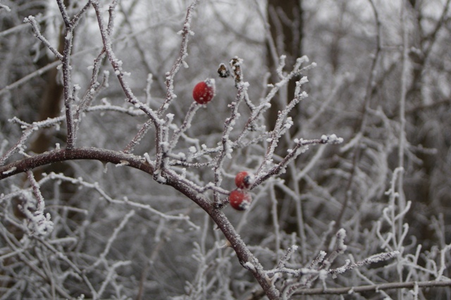Rosehip in winter. Rosehip in winter.
