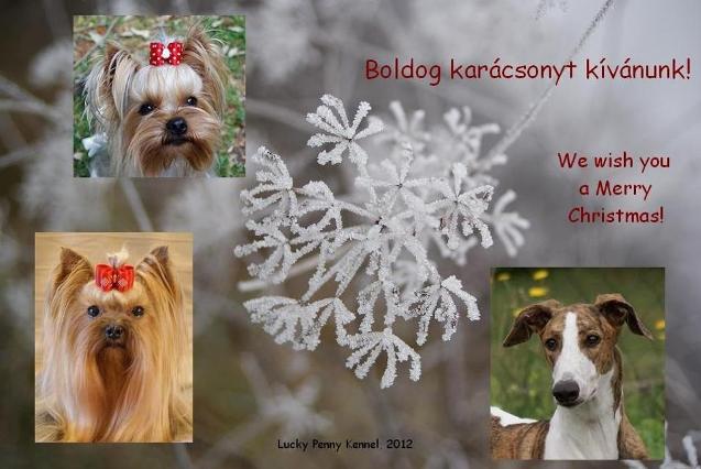 Elli from The Golden Morning - yorkshire terrier | Merry Christmas to all.