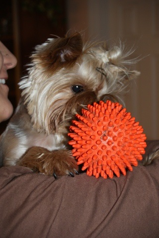 Elli from The Golden Morning - yorkshire terrier | It's not easy to play with the big ball.