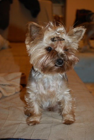 Elli from The Golden Morning - yorkshire terrier | Mami says: I'm a little pretty girl.