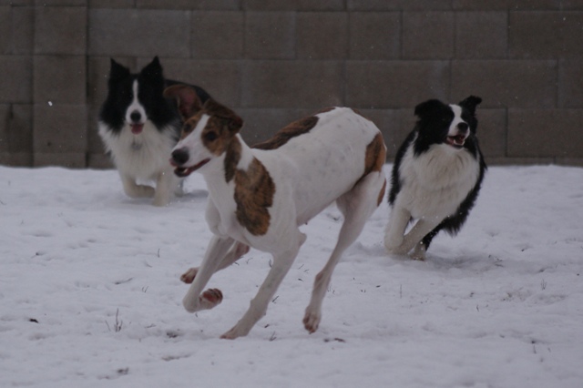 Pannon-Oriental Álom - magyar agar | I run with my friends. (Left: Grog, right: Zora)