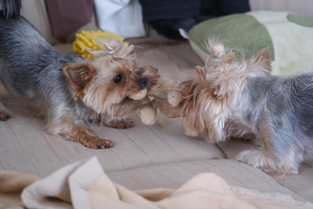 Elli from The Golden Morning - yorkshire terrier | We play. Gubanc says that the very cool my new hairstyle.