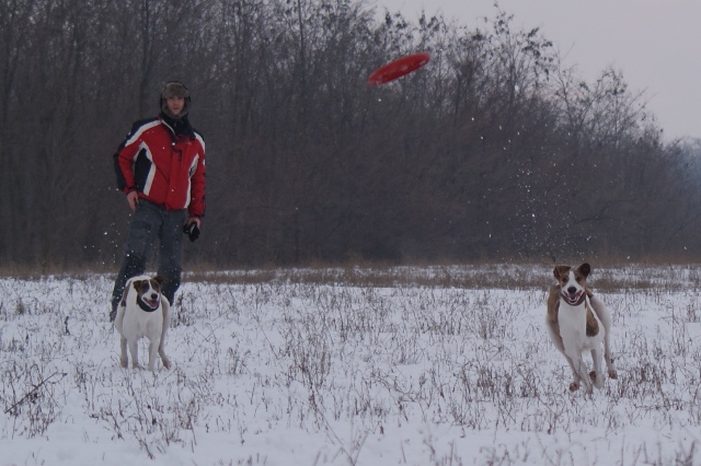 Pannon-Oriental Álom - magyar agar | Frisbee... My sister (Anada) is very clever in this game.