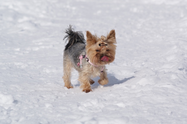 Elli from The Golden Morning - yorkshire terrier | Delicious tasting the snow, the weather is good, the team is jolly. I feel good.