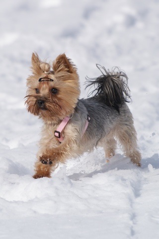 Elli from The Golden Morning - yorkshire terrier | The conscious...