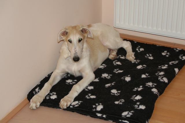 Go Go Bolshoi Jesse James - borzoi | Starting today, I live here. Many dog​​-brother is here too. I look forward to the sequel.