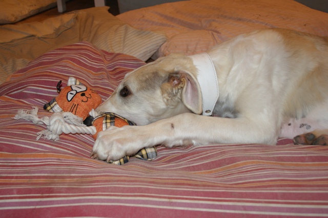 Go Go Bolshoi Jesse James - borzoi | Second day here and my first 'cica-mica'.