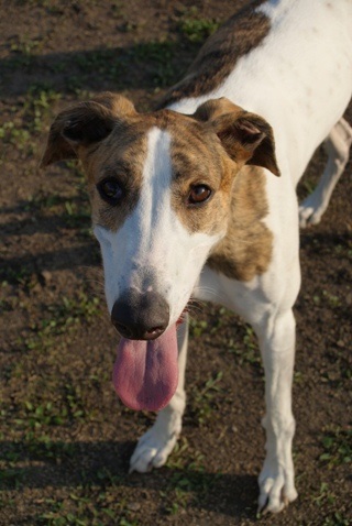 Pannon-Oriental Álom - magyar agar | Throw the ball. Throw the ball.