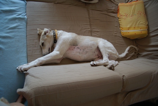 Go Go Bolshoi Jesse James - borzoi | Quiet rest.