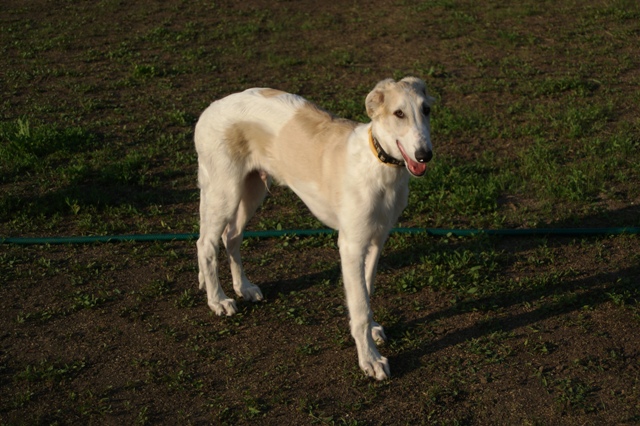 Go Go Bolshoi Jesse James - borzoi | I'm listening.