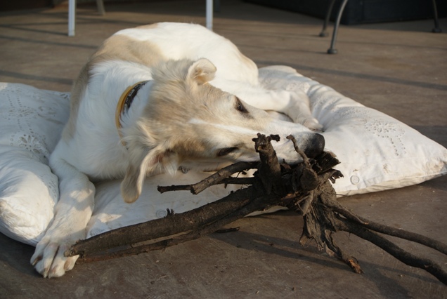 Go Go Bolshoi Jesse James - borzoi | Chewing.