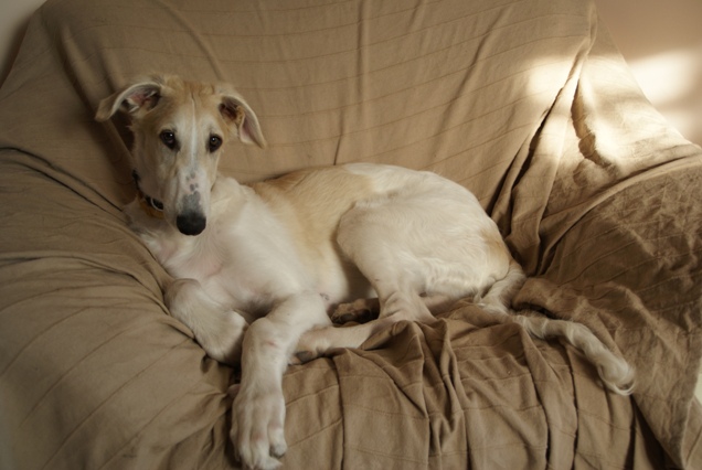 Go Go Bolshoi Jesse James - borzoi | The Mr.
