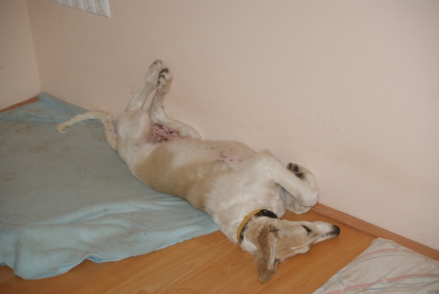 Go Go Bolshoi Jesse James - borzoi | Sleeping pose.