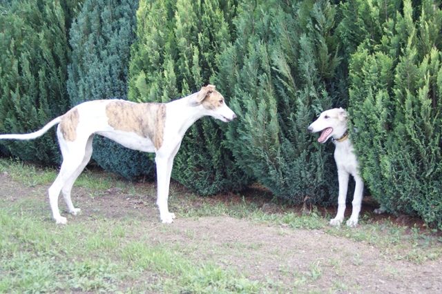 Go Go Bolshoi Jesse James - borzoi | Hide and Seek with Álom.