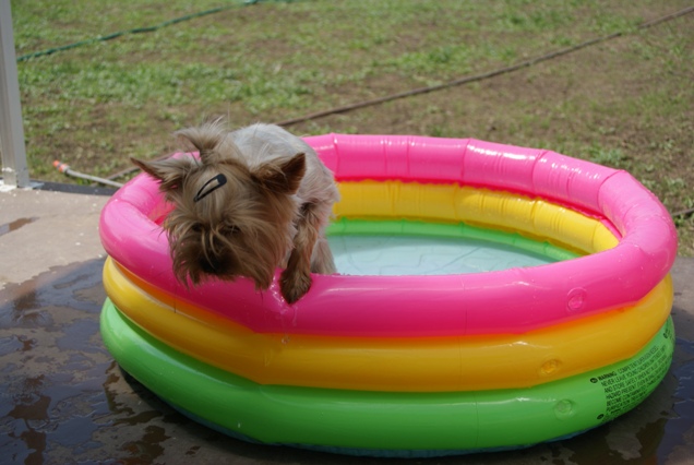 Bright Eyed Hiro Fred - yorkshire terrier |  Beaching.