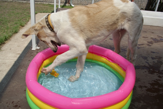 Go Go Bolshoi Jesse James - borzoi | Beaching.
