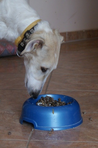 Go Go Bolshoi Jesse James - borzoi | What's this.