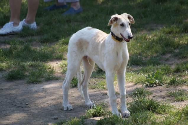 Go Go Bolshoi Jesse James - borzoi | Attention.