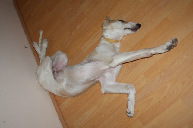 Go Go Bolshoi Jesse James - borzoi | Twist.
