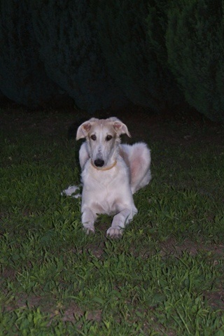 Go Go Bolshoi Jesse James - borzoi | Cool down at night.