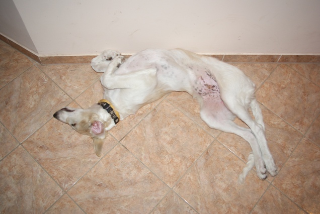 Go Go Bolshoi Jesse James - borzoi | Another twist.