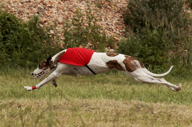 Pannon-Oriental Álom - magyar agár | Coursing European Championship.