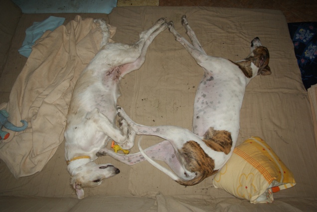 Go Go Bolshoi Jesse James - borzoi | Together with Álom.