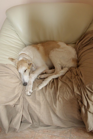 Go Go Bolshoi Jesse James - borzoi | The baby is sleeping.
