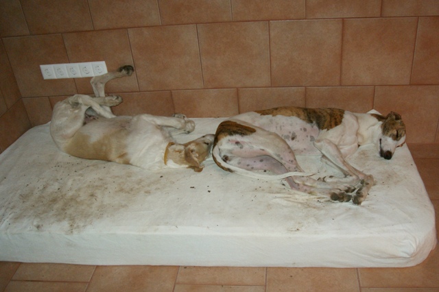 Go Go Bolshoi Jesse James - borzoi | Rest.