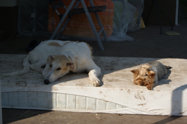 Go Go Bolshoi Jesse James - borzoi | Gubanc and me, the left-handed boys.