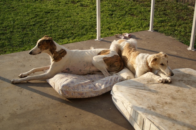 Go Go Bolshoi Jesse James - borzoi | Together relax.