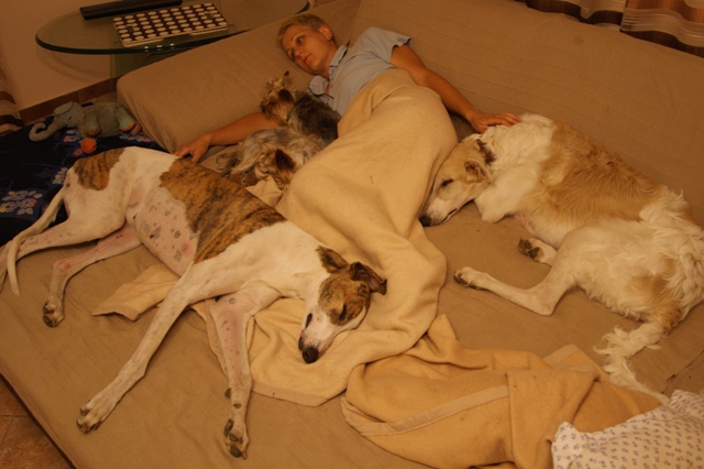 Elli from The Golden Morning - yorkshire terrier | Happiness. Watching TV together.