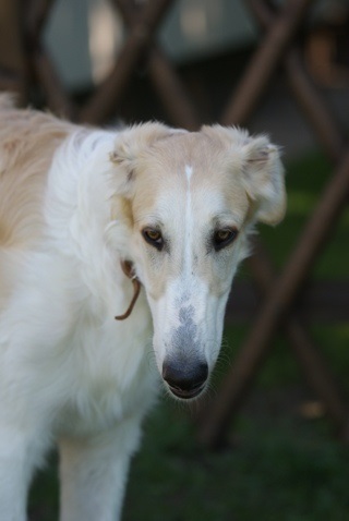 Go Go Bolshoi Jesse James - borzoi | Portrait.