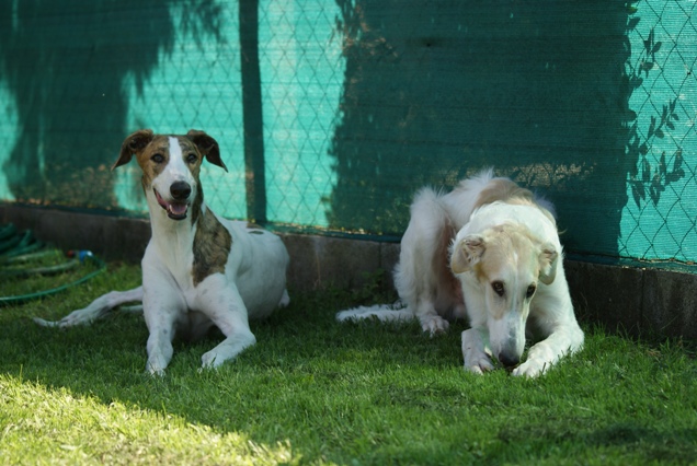 Go Go Bolshoi Jesse James - borzoi | Loosening with Álom.