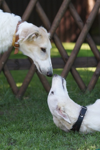 Go Go Bolshoi Jesse James - borzoi | Kissing with Aurora.