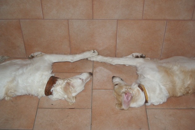Go Go Bolshoi Jesse James - borzoi | Mirror image with Moonshine.