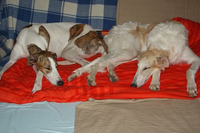 Go Go Bolshoi Jesse James - borzoi | Mami was very pleased this spectacle.