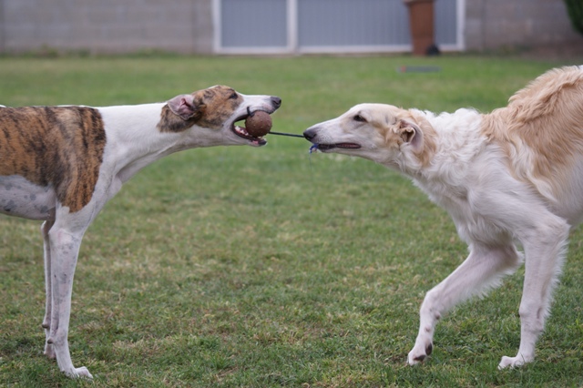 Go Go Bolshoi Jesse James - borzoi | Ball-combat.