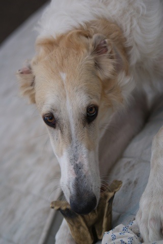 Go Go Bolshoi Jesse James - borzoi | Portrait with vulture.