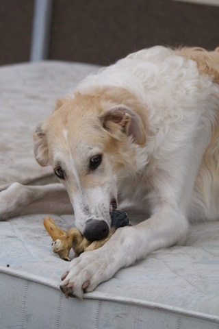 Go Go Bolshoi Jesse James - borzoi | Still the vulture.
