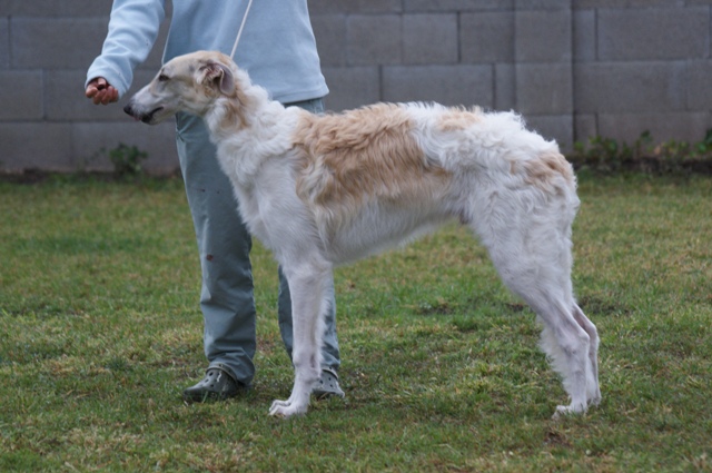 Go Go Bolshoi Jesse James - borzoi | I'm learning to 'well' stand.