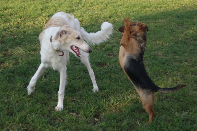 Go Go Bolshoi Jesse James - borzoi | The game starts with Lufi.