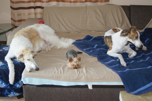 Elli from The Golden Morning - yorkshire terrier | Slumber with Jesse and Álom.